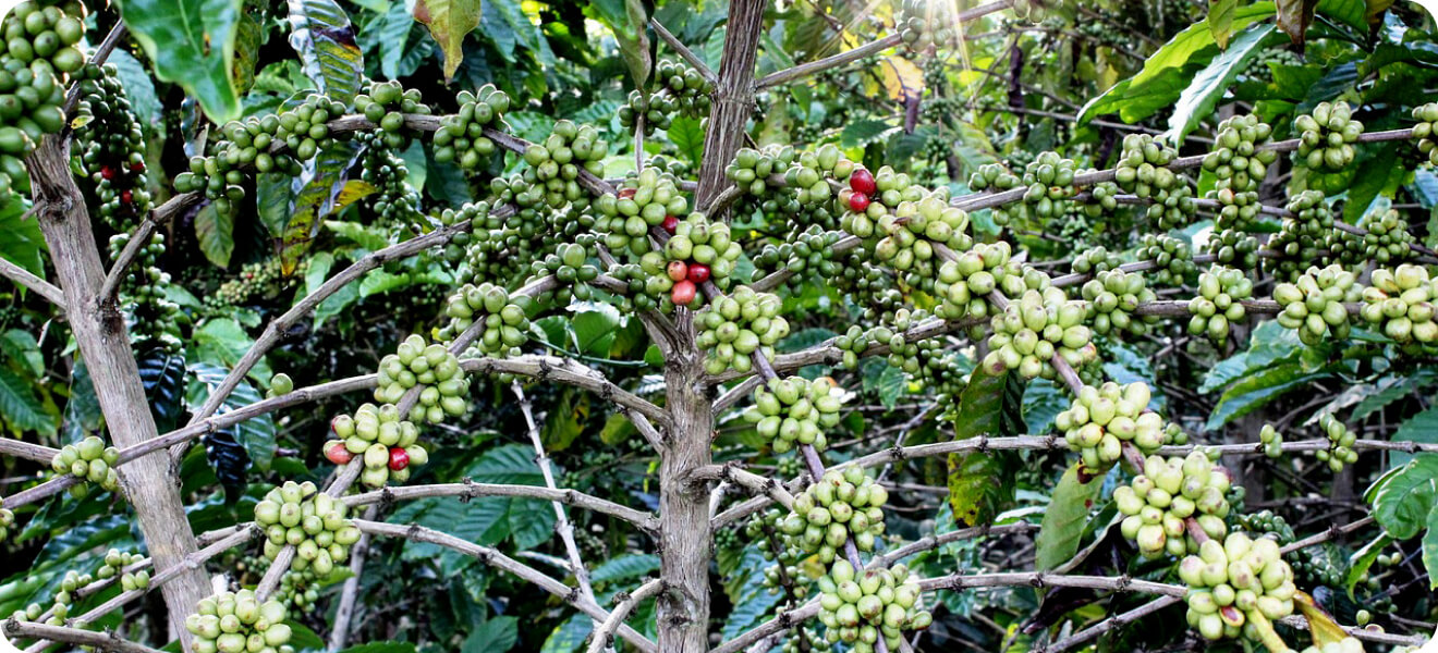 コーヒー農園の写真